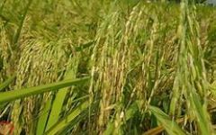 کارگاه آموزشی بهبود مدیریت و کنترل شیمیایی علف های هرز زراعت برنج ویژه مسئولین فنی واحدهای گیاهپزشکی