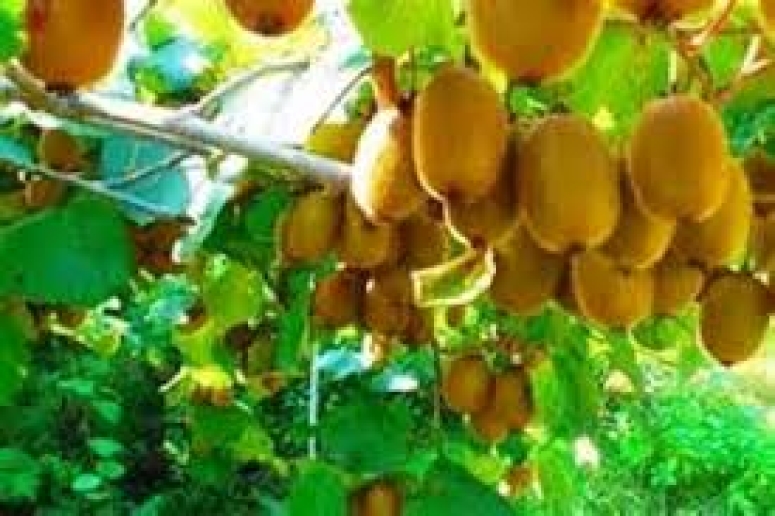 همایش ناظران فنی باغات کیوی استان گیلان