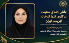 طلای سفید گیلان؛ در انتظار لمس دوباره دستان تدبیر
