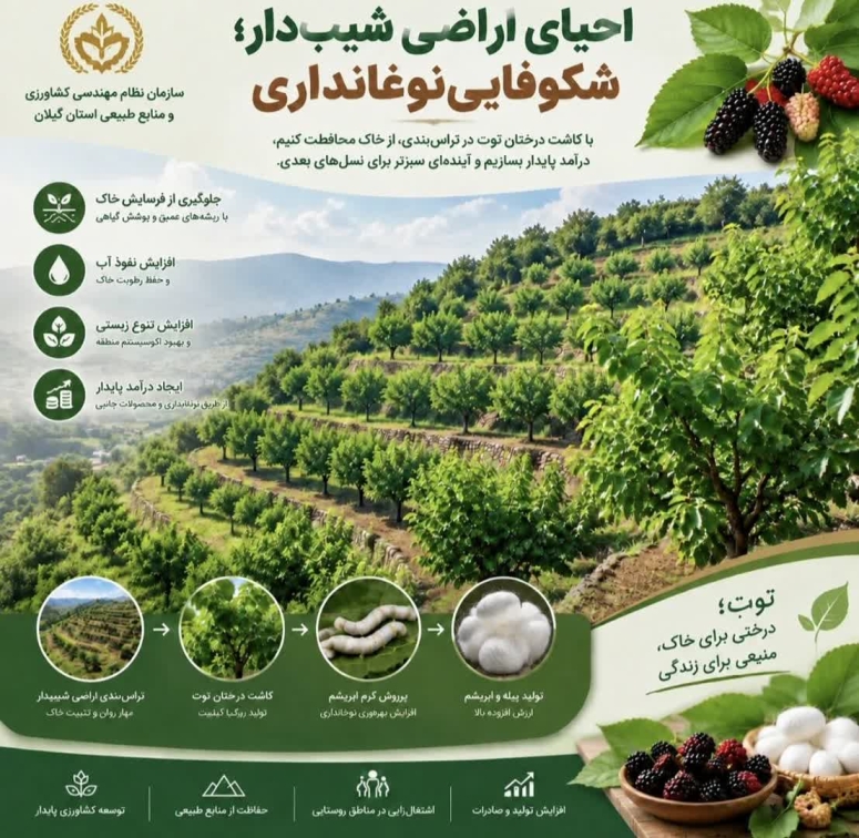 &laquo;توت&zwnj;کاری&raquo; در اراضی شیب&zwnj;دار؛ نسخه مهندسی برای مهار فرسایش و احیای صنعت ابریشم